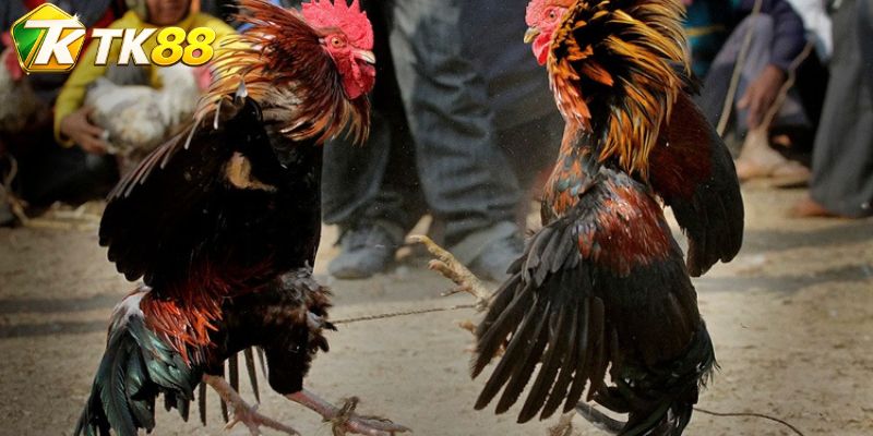 Đá Gà: Theo Dõi Trường Đấu Kịch Tính Và Kèo Hay Mỗi Ngày