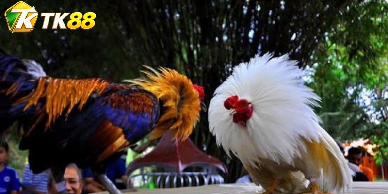 Đá gà Claret được đọc bằng ma trận góc tiếp cận